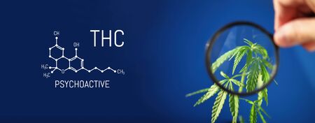 CBD formula on a blue background with a green hemp bush, Concept of growing cannabis for the production of CBD oil and products containing cannabinoidsの写真素材