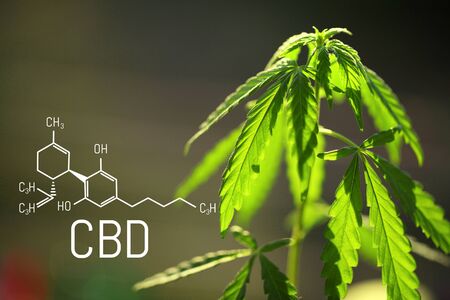Hemp of the formula CBD cannabidiol. Hemp oil, CBD oil cannabis extract. Medical marijuana concept. Cannabis oil against Marijuana plant. Herbal Treatment, Alternative Medicine. Bio-medicine and ecology
の写真素材