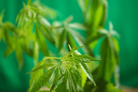 Cannabis bud, marijuana plants. Hemp Growing Concept with copy space. Hemp leaves on a green backgroundの写真素材