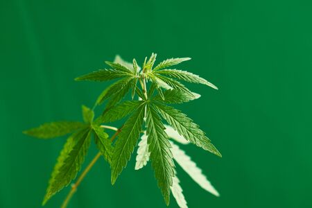Cannabis Leaves on green background with copy space - Medical Legal Marijuana. Hemp Growing Conceptの写真素材