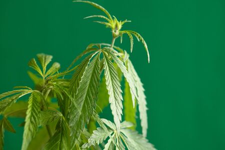 Cannabis bud, marijuana plants. Hemp Growing Concept with copy space. Hemp leaves on a green backgroundの写真素材
