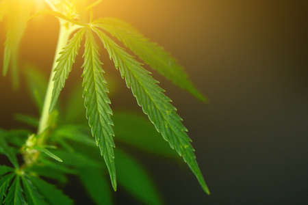 Green bush of hemp on dark background with sun exposure in the form of the sun, background image. Themed photos of hemp and marijuana. Beautiful background of green hemp flowers. Place for copy spaceの写真素材
