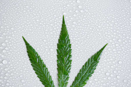 Hemp leaf close-up or cannabis macro, on a light neutral background with lots of water drops or condensation. Top view, flat layout. Template or layoutの写真素材