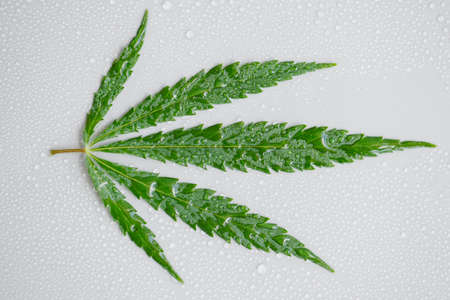 Green cannabis leaf macro on a light background with lots of water or dew drops. Top view, flat layout. The template or layoutの写真素材