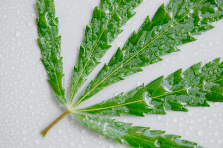Hemp leaf close-up or cannabis macro, on a light neutral background with lots of water drops or condensation. Top view, flat layout. Template or layoutの写真素材