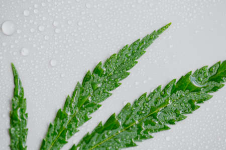 Hemp leaf close-up or cannabis macro, on a light neutral background with lots of water drops or condensation. Top view, flat layout. Template or layoutの写真素材
