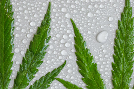 Green cannabis leaf macro on a light background with lots of water or dew drops. Top view, flat...