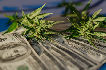 Cannabis leaf and dollar bills close-up, macro, marijuana sales, revenues and profits from growing...