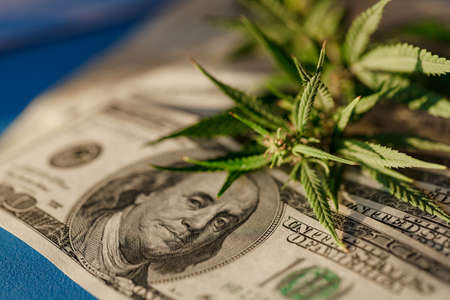Cannabis leaf and dollar bills close-up, macro, marijuana sales, revenues and profits from growing medical cannabis. Marijuana business conceptの写真素材