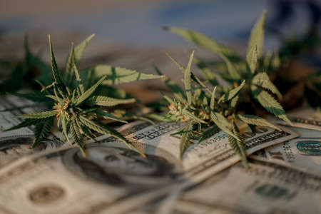 Marijuana business concept. Marijuana drug sales, revenue and profits in the growing medical cannabis. Cannabis leaf and Dollar banknotesの写真素材
