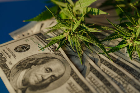 Marijuana business concept. Marijuana drug sales, revenue and profits in the growing medical...
