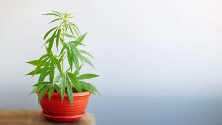 The concept of growing hemp bush, marijuana bush in pot at home on windowsill. Beautiful background of green leaves on cannabis, copy space with blurred backgroundの写真素材
