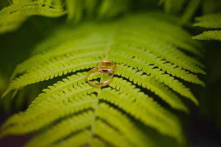 Two gold wedding rings lie on a green fern leaf. Wedding rings on a background of greenery and fern leaves. Copy space, top view, flat lay. Rustic composition. Botanical chic. Photo seriesの写真素材