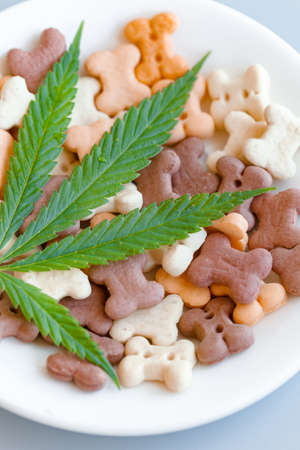 Pet food containing CBD cannabis close-up, blue background, the place for text. Pet food advertising conceptの写真素材