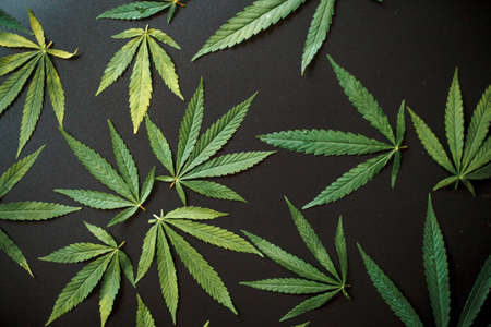 Medical cannabis leaves and CBD cannabidiol oil concept, hemp leaves top view on black background. Close-up of young cannabis plant on beautiful dark background with copy spaceの写真素材
