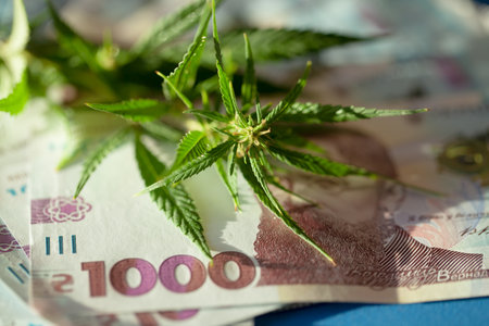 Cannabis leaves and Ukrainian hryvnia bills close-up, macroeconomics, marijuana sales, income and profits from growing medical cannabis. Marijuana business conceptの写真素材