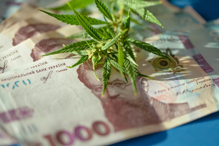 Marijuana business concept. Marijuana sales, revenues and profits from medical cannabis cultivation. Cannabis leaves and Ukrainian hryvnia banknotesの写真素材