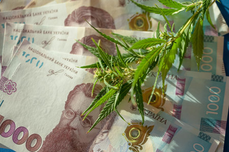 Marijuana leaf and Ukrainian hryvnia banknote. Marijuana business concept. Selling hemp drugs. Cannabis with money, commercial money for medicine from cannabisの写真素材