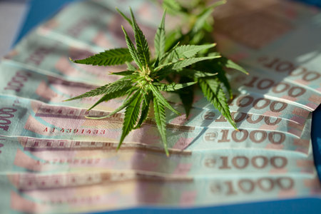 Marijuana leaf and Ukrainian hryvnia banknote. Marijuana business concept. Selling hemp drugs. Cannabis with money, commercial money for medicine from cannabisの写真素材