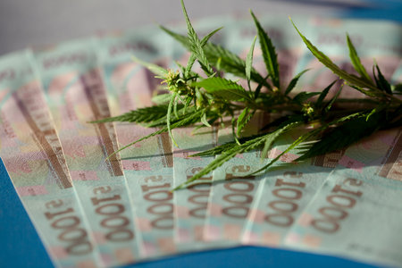Marijuana business concept. Marijuana sales, revenues and profits from medical cannabis cultivation. Cannabis leaves and Ukrainian hryvnia banknotesの写真素材