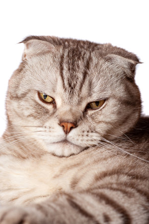 Beautiful portrait of Scottish Fold cat breed fold on white isolated background. Cute young silver-gray striped Scottish fold catの写真素材