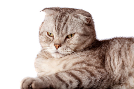 Beautiful portrait of Scottish Fold cat breed fold on white isolated background. Cute young silver-gray striped Scottish fold catの写真素材