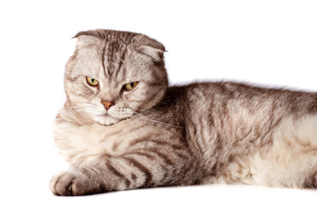 Beautiful portrait of Scottish Fold cat breed fold on white isolated background. Cute young silver-gray striped Scottish fold catの写真素材