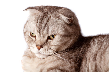 Beautiful portrait of Scottish Fold cat breed fold on white isolated background. Cute young silver-gray striped Scottish fold catの写真素材