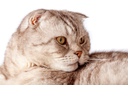 Beautiful portrait of Scottish Fold cat breed fold on white isolated background. Cute young silver-gray striped Scottish fold catの写真素材