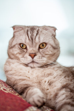 Scottish fold cat lies in home comfort close-up, the portrait of cute young silver-gray striped Scottish fold catの写真素材