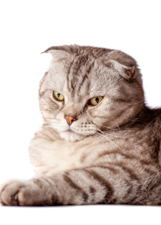 Beautiful portrait of Scottish Fold cat breed fold on white isolated background. Cute young silver-gray striped Scottish fold catの写真素材