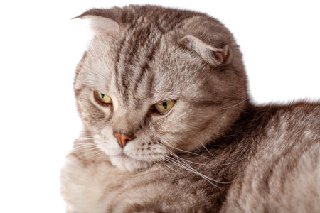 Beautiful portrait of Scottish Fold cat breed fold on white isolated background. Cute young silver-gray striped Scottish fold catの写真素材