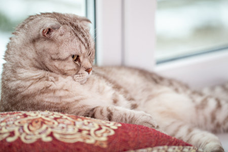 Scottish fold cat lies in home comfort close-up, the portrait of cute young silver-gray striped Scottish fold catの写真素材