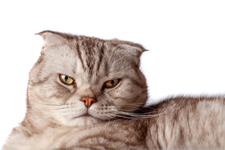 Beautiful portrait of Scottish Fold cat breed fold on white isolated background. Cute young silver-gray striped Scottish fold catの写真素材