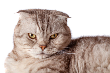 Beautiful portrait of Scottish Fold cat breed fold on white isolated background. Cute young silver-gray striped Scottish fold catの写真素材