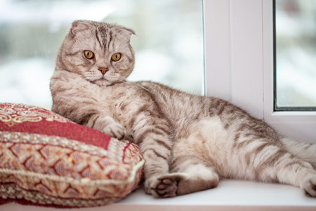 Scottish fold cat lies in home comfort close-up, the portrait of cute young silver-gray striped Scottish fold catの写真素材