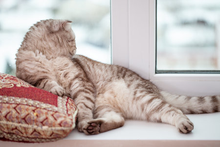 Scottish fold cat lies in home comfort close-up, the portrait of cute young silver-gray striped Scottish fold catの写真素材