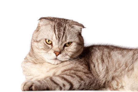 Beautiful portrait of Scottish Fold cat breed fold on white isolated background. Cute young silver-gray striped Scottish fold catの写真素材