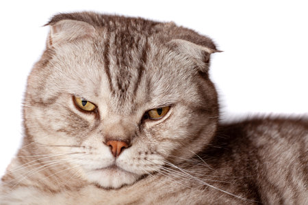 Beautiful portrait of Scottish Fold cat breed fold on white isolated background. Cute young silver-gray striped Scottish fold catの写真素材