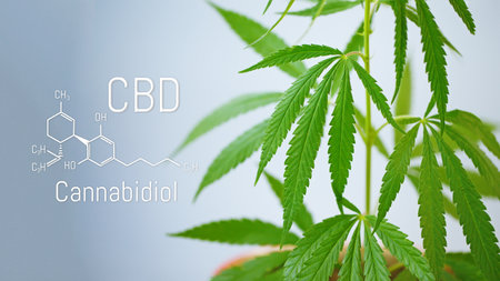 Marijuana leaves with CBD chemical structure, CBD cannabis formulaの写真素材