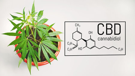 Marijuana leaves with CBD chemical structure, CBD cannabis formulaの写真素材