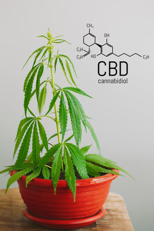 Marijuana leaves with CBD chemical structure, CBD cannabis formulaの写真素材