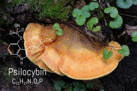 Chemical formula of psilocybin on a blackboard magic mushrooms. Psilocybin mushrooms, a psychedelic...