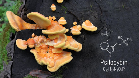 Chemical formula of psilocybin on a blackboard mushroom, close up psilocybin mushroom, psychedelic drugの写真素材