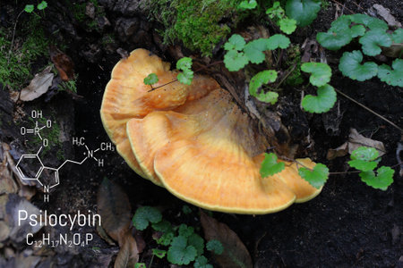 Chemical formula of psilocybin on a blackboard mushroom, close up psilocybin mushroom, psychedelic drugの写真素材