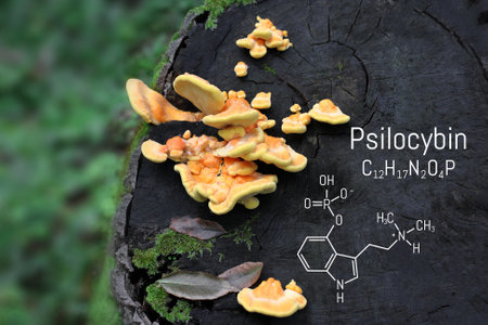 Chemical formula of psilocybin on a blackboard magic mushrooms. Psilocybin mushrooms, a psychedelic drug that causes hallucinationsの写真素材