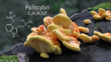 Chemical formula of psilocybin on a blackboard mushroom, close up psilocybin mushroom, psychedelic drugの写真素材