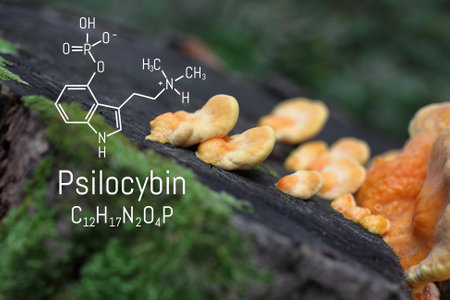 Chemical formula of psilocybin on a blackboard magic mushrooms. Psilocybin mushrooms, a psychedelic drug that causes hallucinationsの写真素材