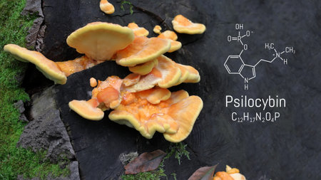 Chemical formula of psilocybin on a blackboard magic mushrooms. Psilocybin mushrooms, a psychedelic drug that causes hallucinationsの写真素材