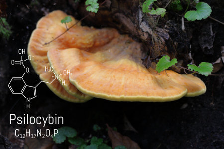Structural chemical formula Psilocybin alkaloid molecule on a blackboard magic mushrooms. Naturally psychedelic prodrugの写真素材